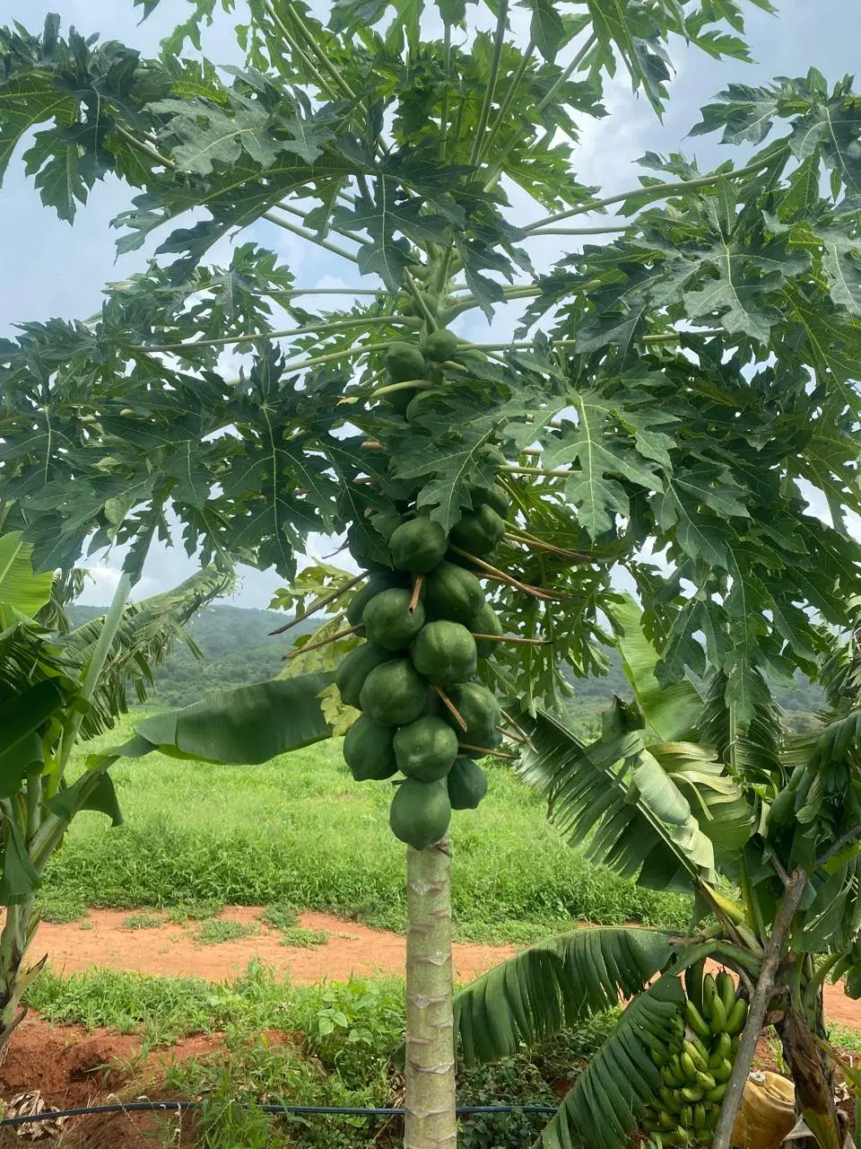 50-Acre Agricultural Haven in Ishiara, Embu – Perfect for Large-Scale Farming